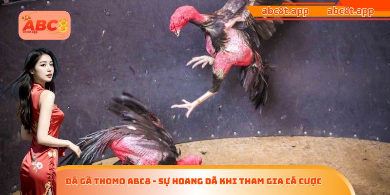 đá gà Thomo