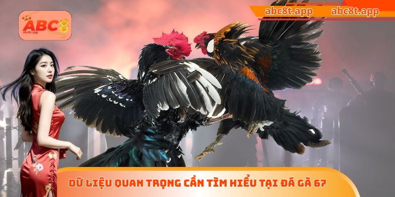 Dữ liệu quan trọng cần tìm hiểu tại đá gà 67
