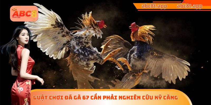Luật chơi đá gà 67 cần phải nghiên cứu kỹ càng