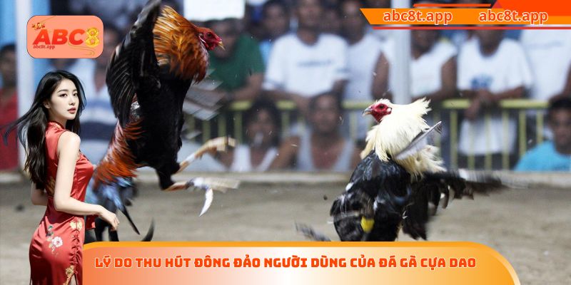 Lý do thu hút đông đảo người dùng của đá gà cựa dao